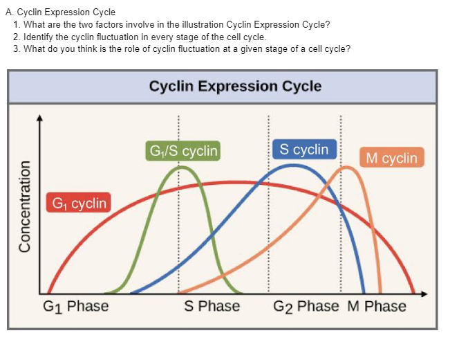 A. Cyclin Expression Cycle
1. What are the two factors involve in the illustration Cyclin Expression Cycle?
2. Identify the cyclin fluctuation in every stage of the cell cycle.
3. What do you think is the role of cyclin fluctuation at a given stage of a cell cycle?
Concentration
G₁ cyclin
G₁ Phase
Cyclin Expression Cycle
G₁/S cyclin
S Phase
S cyclin
M cyclin
G2 Phase M Phase