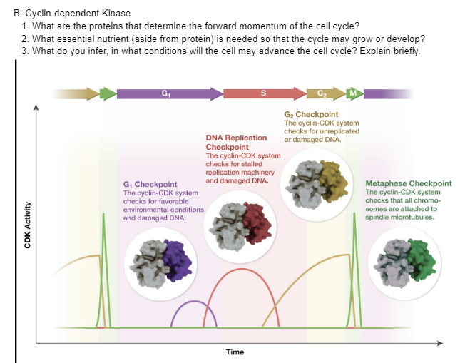 B. Cyclin-dependent Kinase
1. What are the proteins that determine the forward momentum of the cell cycle?
2. What essential nutrient (aside from protein) is needed so that the cycle may grow or develop?
3. What do you infer, in what conditions will the cell may advance the cell cycle? Explain briefly.
CDK Activity
G₁
G₁ Checkpoint
The cyclin-CDK system
checks for favorable
environmental conditions
and damaged DNA.
DNA Replication
Checkpoint
The cyclin-CDK system
checks for stalled
replication machinery
and damaged DNA.
Time
G₂
G₂ Checkpoint
The cyclin-CDK system
checks for unreplicated
or damaged DNA.
Metaphase Checkpoint
The cyclin-CDK system
checks that all chromo-
somes are attached to
spindle microtubules.