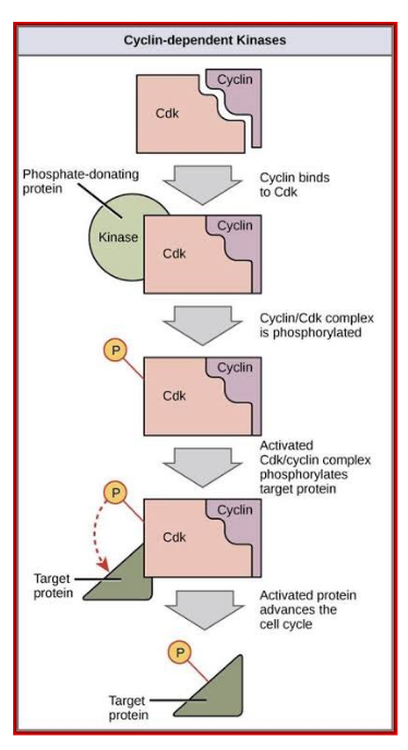 Phosphate-donating
protein
Cyclin-dependent Kinases
Target
protein
Kinase
Target
protein
Cdk
Cdk
Cdk
Cdk
Cyclin
Cyclin
Cyclin
Cyclin
Cyclin binds
to Cdk
Cyclin/Cdk complex
is phosphorylated
Activated
Cdk/cyclin complex
phosphorylates
target protein
Activated protein
advances the
cell cycle