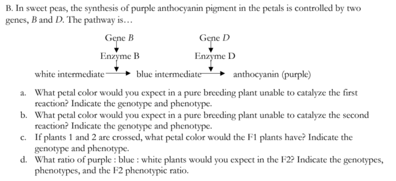 B. In sweet peas, the synthesis of purple anthocyanin pigment in the petals is controlled by two
genes, B and D. The pathway is...
Gene B
Gene D
Enzyme B
Enzyme D
white intermediate-
blue intermediate-
anthocyanin (purple)
a. What petal color would you expect in a pure breeding plant unable to catalyze the first
reaction? Indicate the genotype and phenotype.
b. What petal color would you expect in a pure breeding plant unable to catalyze the second
reaction? Indicate the genotype and phenotype.
c. If plants 1 and 2 are crossed, what petal color would the F1 plants have? Indicate the
genotype and phenotype.
d. What ratio of purple : blue : white plants would you expect in the F2? Indicate the genotypes,
phenotypes, and the F2 phenotypic ratio.
