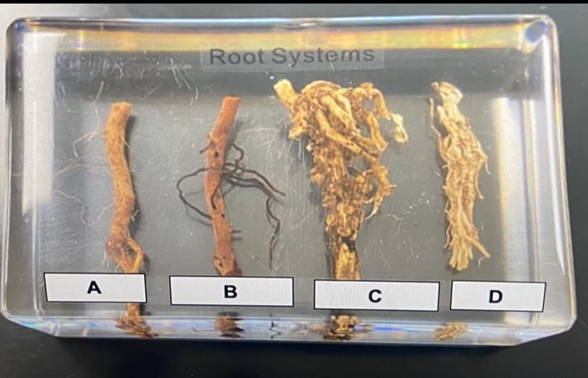 Root Systems
A
D
