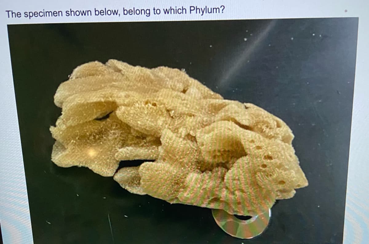 The specimen shown below, belong to which Phylum?
