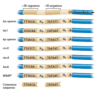 -35 sequence
-10 seguence
+1 Transcribed
lac operon
TTTACA
N. TATGTT
Ne A
laci
GCGCAA N. CATGAT
N, A
trp operon
TTGACA
Ng TTAACT
N, A
TTААСТ
rmX
TAATAT N,A
TTGTCT
N.
recA
TTGATA
Ns TATAAT
ТАТАAT
N, A
TTCCAA
Ng TATACT
ТАТАСТ N A
lexA
TRNA
N, A
TTTACA
Ns TATGAT
Ni5
Consensus
TTGACA
ТАТААТ
sequence
