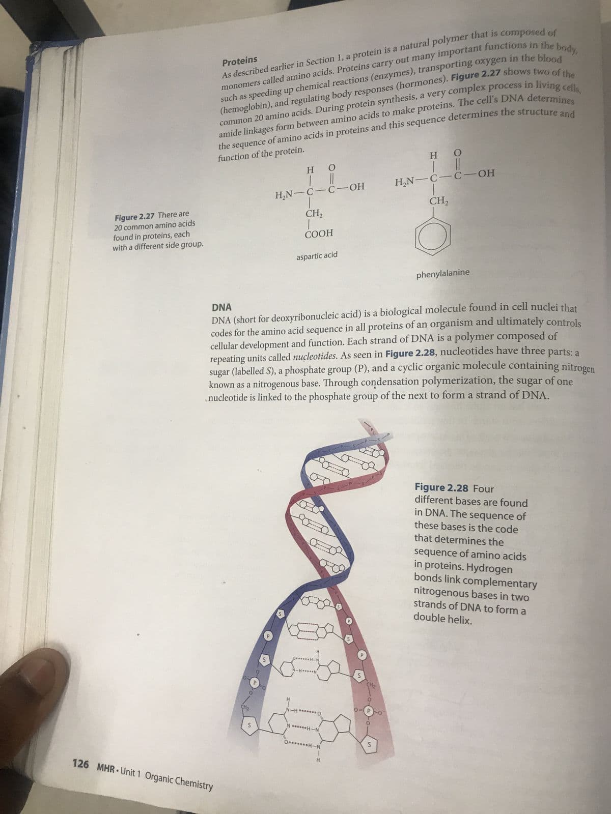 Figure 2.27 There are
20 common amino acids
found in proteins, each
with a different side group.
Proteins
As described earlier in Section 1, a protein is a natural polymer that is composed of
monomers called amino acids. Proteins carry out many important functions in the
such as speeding up chemical reactions (enzymes), transporting oxygen in the blood
(hemoglobin), and regulating body responses (hormones). Figure 2.27 shows two of the
amide linkages form between amino acids to make proteins. The cell's DNA determines
the sequence of amino acids in proteins and this sequence determines the structure and
function of the protein.
126 MHR Unit 1 Organic Chemistry
0
CH₂
S
H
O
| ||
H₂N-C-C-OH
DNA
DNA (short for deoxyribonucleic acid) is a biological molecule found in cell nuclei that
codes for the amino acid sequence in all proteins of an organism and ultimately controls
cellular development and function. Each strand of DNA is a polymer composed of
repeating units called nucleotides. As seen in Figure 2.28, nucleotides have three
sugar (labelled S), a phosphate group (P), and a cyclic organic molecule containing nitrogen
known as a nitrogenous base. Through condensation polymerization, the
nucleotide is linked to the phosphate group of the next to form a strand of DNA.
parts: a
sugar
of one
S
S
CH₂
COOH
H
aspartic acid
0.***..H-N
N-HN
D
N-H*******0
N******H-N
O*******H-N
1
H
S
CH₂
O=(P
Η Ο
1 11
H₂N-C-C-OH
I
CH₂
S
phenylalanine
Figure 2.28 Four
different bases are found
in DNA. The sequence of
these bases is the code
that determines the
sequence of amino acids
in proteins. Hydrogen
bonds link complementary
nitrogenous bases in two
strands of DNA to form a
double helix.