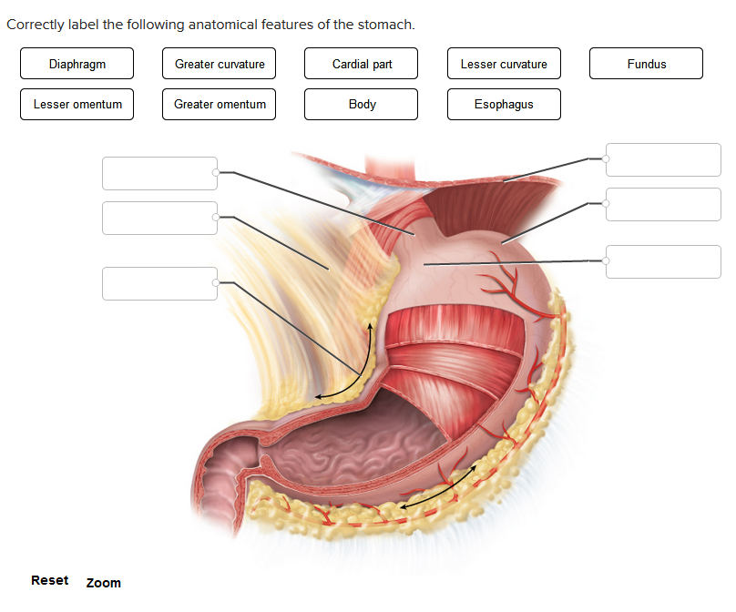 Correctly label the following anatomical features of the stomach.
Diaphragm
Lesser omentum
Reset Zoom
Greater curvature
Greater omentum
Cardial part
Body
Lesser curvature
Esophagus
Fundus
00