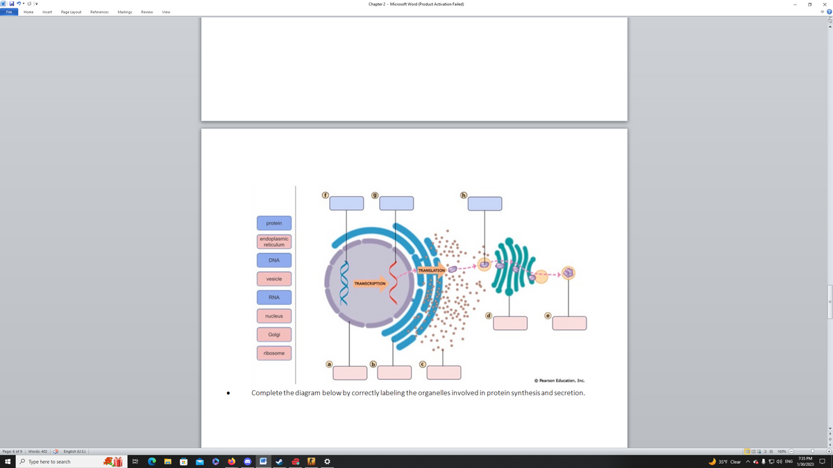 W|=
File
Page: 6 of 9
=
Home
Insert Page Layout References
Words: 402
English (U.S.)
Type here to search
Mailings
Review
View
protein
endoplasmic
reticulum
DNA
vesicle
W
RNA
nucleus
Golgi
ribosome
Chapter 2 - Microsoft Word (Product Activation Failed)
TRANSCRIPTION
TRANSLATION
Pearson Education, Inc.
Complete the diagram below by correctly labeling the organelles involved in protein synthesis and secretion.
35°F Clear
■ 美良 酒 ≡
I
160% -
4) ENG
0
7:35 PM
1/30/2023
X
W
4
E
▶HO
क