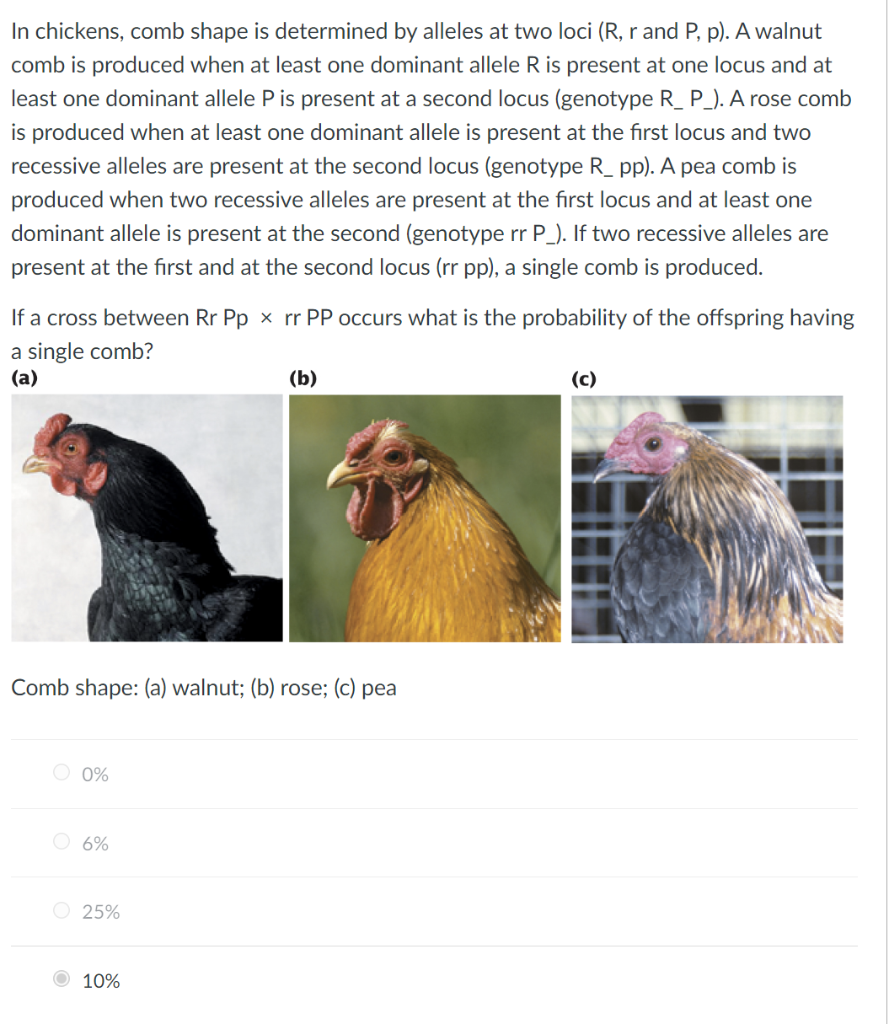In chickens, comb shape is determined by alleles at two loci (R, r and P, p). A walnut
comb is produced when at least one dominant allele R is present at one locus and at
least one dominant allele P is present at a second locus (genotype R_P_). A rose comb
is produced when at least one dominant allele is present at the first locus and two
recessive alleles are present at the second locus (genotype R_ pp). A pea comb is
produced when two recessive alleles are present at the first locus and at least one
dominant allele is present at the second (genotype rr P_). If two recessive alleles are
present at the first and at the second locus (rr pp), a single comb is produced.
If a cross between Rr Pp x rr PP occurs what is the probability of the offspring having
a single comb?
(a)
(b)
(c)
Comb shape: (a) walnut; (b) rose; (c) pea
0%
O 6%
O 25%
Ⓒ 10%