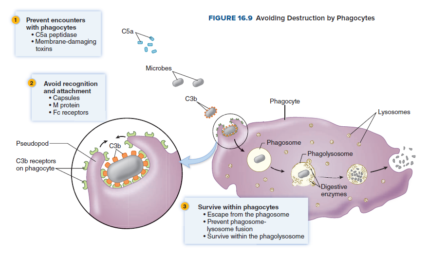 FIGURE 16.9 Avoiding Destruction by Phagocytes
Prevent encounters
with phagocytes
. Сба рерtidase
• Membrane-damaging
toxins
C5a
Microbes
Avoid recognition
and attachment
• Capsules
• M protein
• Fc receptors
C3b
Phagocyte
Lysosomes
Pseudopod-
* C3b
- Phagosome
- Phagolysosome
СзЬ гесеptors
on phagocyte-
ADigestive
enzymes
Survive within phagocytes
• Escape from the phagosome
• Prevent phagosome-
lysosome fusion
• Šurvive within the phagolysosome
