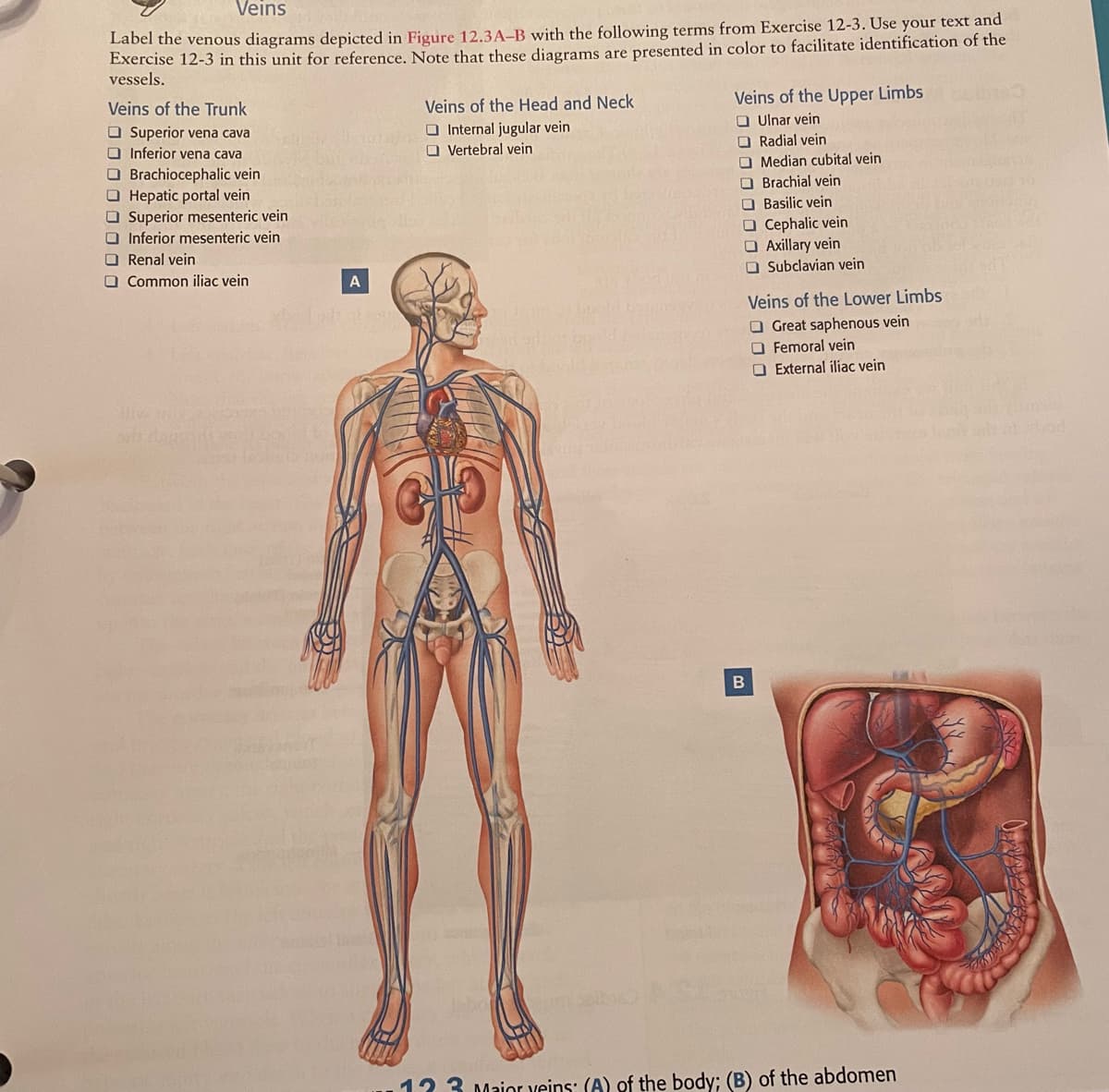 Veins
Label the venous diagrams depicted in Figure 12.3A–B with the following terms from Exercise 12-3. Use your text and
Exercise 12-3 in this unit for reference. Note that these diagrams are presented in color to facilitate identification of the
vessels.
Veins of the Upper Limbs
O Ulnar vein
O Radial vein
O Median cubital vein
O Brachial vein
O Basilic vein
O Cephalic vein
O Axillary vein
O Subclavian vein
Veins of the Trunk
O Superior vena cava
OInferior vena cava
Veins of the Head and Neck
O Internal jugular vein
O Vertebral vein
O Brachiocephalic vein
O Hepatic portal vein
O Superior mesenteric vein
O Inferior mesenteric vein
Renal vein
O Common iliac vein
A
Veins of the Lower Limbs
O Great saphenous vein
O Femoral vein
O External iliac vein
12 3 Major veins: (A) of the body; (B) of the abdomen
