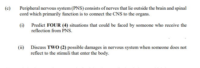 (c)
Peripheral nervous system (PNS) consists of nerves that lie outside the brain and spinal
cord which primarily function is to connect the CNS to the organs.
(i) Predict FOUR (4) situations that could be faced by someone who receive the
reflection from PNS.
(ii) Discuss TWO (2) possible damages in nervous system when someone does not
reflect to the stimuli that enter the body.
