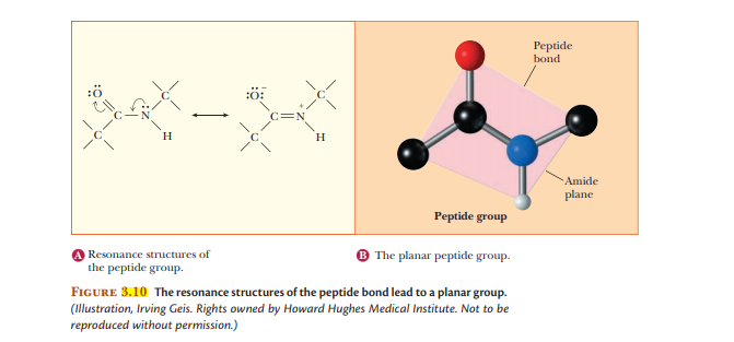 Рepide
bond
C=N
H
H
Amide
plane
Peptide group
Resonance structures of
The planar peptide group.
the peptide group.
FIGURE 3.10 The resonance structures of the peptide bond lead to a planar group.
(Illustration, Irving Geis. Rights owned by Howard Hughes Medical Institute. Not to be
reproduced without permission.)
