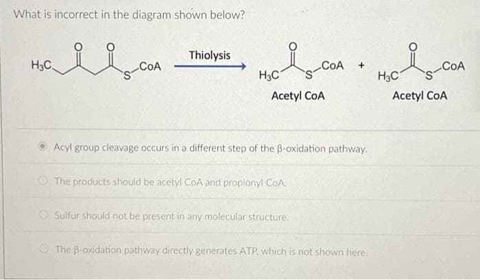 What is incorrect in the diagram shown below?
il
H3C
COA
Thiolysis
H3C
Ро-сод
COA
Acetyl COA
The products should be acetyl CoA and propionyl CoA.
Acyl group cleavage occurs in a different step of the B-oxidation pathway.
+
Sulfur should not be present in any molecular structure.
The B-oxidation pathway directly generates ATP, which is not shown here.
H3C
S-COA
Acetyl COA