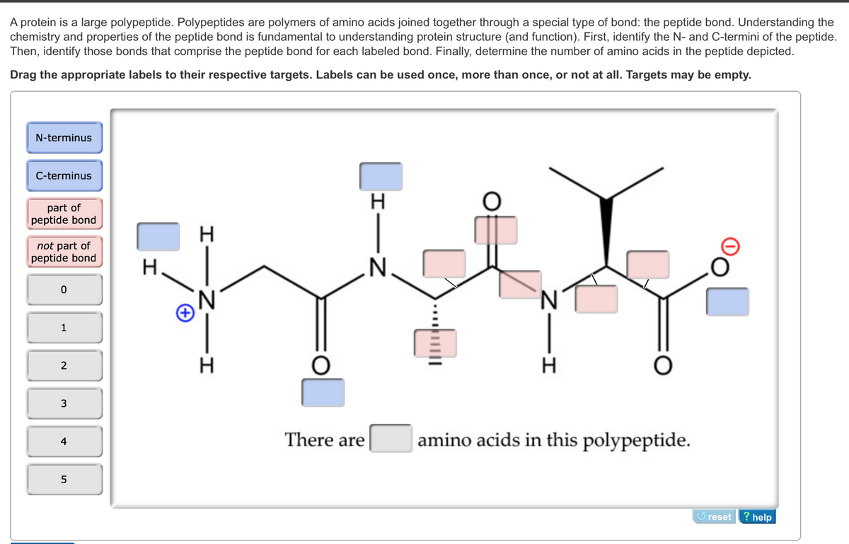 A protein is a large polypeptide. Polypeptides are polymers of amino acids joined together through a special type of bond: the peptide bond. Understanding the
chemistry and properties of the peptide bond is fundamental to understanding protein structure (and function). First, identify the N- and C-termini of the peptide.
Then, identify those bonds that comprise the peptide bond for each labeled bond. Finally, determine the number of amino acids in the peptide depicted.
Drag the appropriate labels to their respective targets. Labels can be used once, more than once, or not at all. Targets may be empty.
N-terminus
C-terminus
part of
peptide bond
not part of
peptide bond
0
1
2
3
4
5
H
H
Z
H
There are
HIN
HIN
amino acids in this polypeptide.
reset ? help