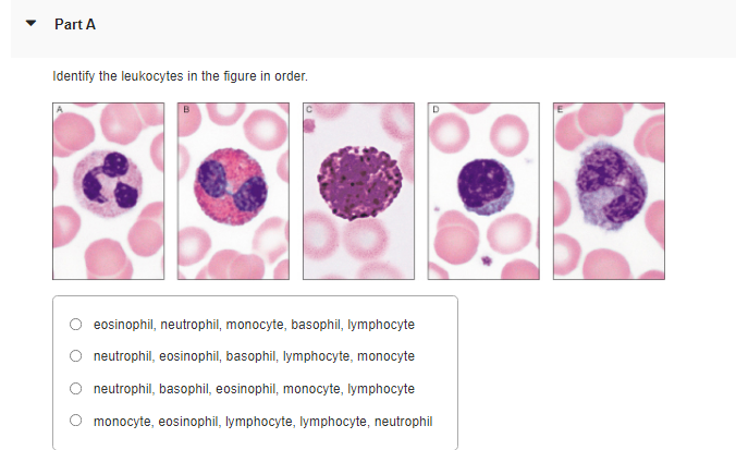 Part A
Identify the leukocytes in the figure in order.
D
eosinophil, neutrophil, monocyte, basophil, lymphocyte
neutrophil, eosinophil, basophil, lymphocyte, monocyte
O neutrophil, basophil, eosinophil, monocyte, lymphocyte
monocyte, eosinophil, lymphocyte, lymphocyte, neutrophil
