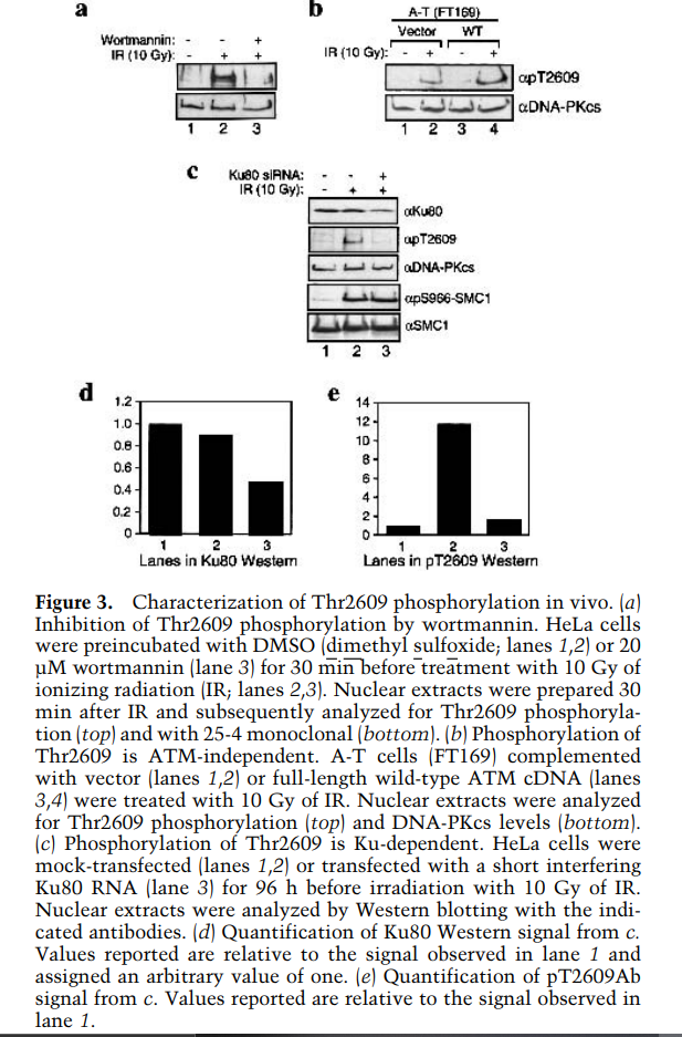 a
b
A-T (FT169)
Vector
IR (10 Gy):
WT
Wortmannin:
IR (10 Gy):
cap T2609
aDNA-PKcs
1 2 3
1 2 3
Ku8o SIANA:
IR (10 Gy):
aKu80
apT2609
aDNA-PKcs
ap5966-SMC1
aSMC1
1 2 3
d 12
1.0
e
14
12
10
0.8-
0.6-
8-
6-
0.4 -
0.2
0-
2 3
1
Lanes in Ku80 Westem
2
Lanes in pT2609 Western
3
Figure 3. Characterization of Thr2609 phosphorylation in vivo. (a)
Inhibition of Thr2609 phosphorylation by wortmannin. HeLa cells
were preincubated with DMSO (dimethyl sulfoxide; lanes 1,2) or 20
µM wortmannin (lane 3) for 30 min before treatment with 10 Gy of
ionizing radiation (IR; lanes 2,3). Nuclear extracts were prepared 30
min after IR and subsequently analyzed for Thr2609 phosphoryla-
tion (top) and with 25-4 monoclonal (bottom). (b) Phosphorylation of
Thr2609 is ATM-independent. A-T cells (FT169) complemented
with vector (lanes 1,2) or full-length wild-type ATM CDNA (lanes
3,4) were treated with 10 Gy of IR. Nuclear extracts were analyzed
for Thr2609 phosphorylation (top) and DNA-PKcs levels (bottom).
(c) Phosphorylation of Thr2609 is Ku-dependent. HeLa cells were
mock-transfected (lanes 1,2) or transfected with a short interfering
Ku80 RNA (lane 3) for 96 h before irradiation with 10 Gy of IR.
Nuclear extracts were analyzed by Western blotting with the indi-
cated antibodies. (d) Quantification of Ku80 Western signal from c.
Values reported are relative to the signal observed in lane 1 and
assigned an arbitrary value of one. (e) Quantification of pT2609Ab
signal from c. Values reported are relative to the signal observed in
lane 1.
