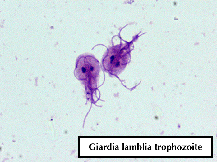 Giardia lamblia trophozoite