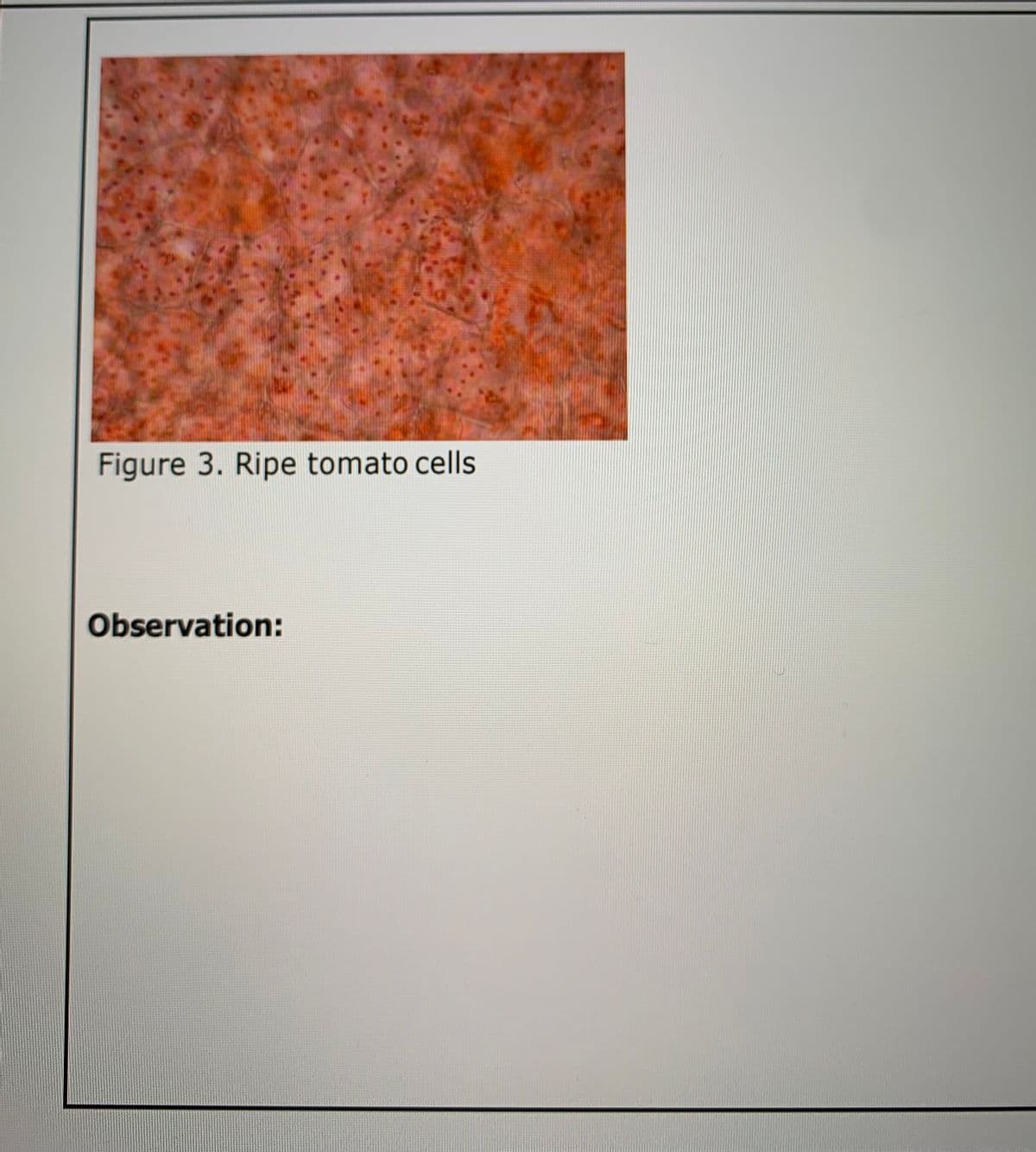 Figure 3. Ripe tomato cells
Observation:
