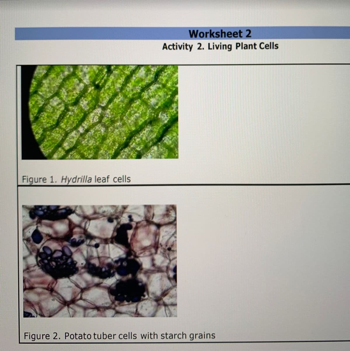 Worksheet 2
Activity 2. Living Plant Cells
Figure 1. Hydrilla leaf cells
Figure 2. Potato tuber cells with starch grains

