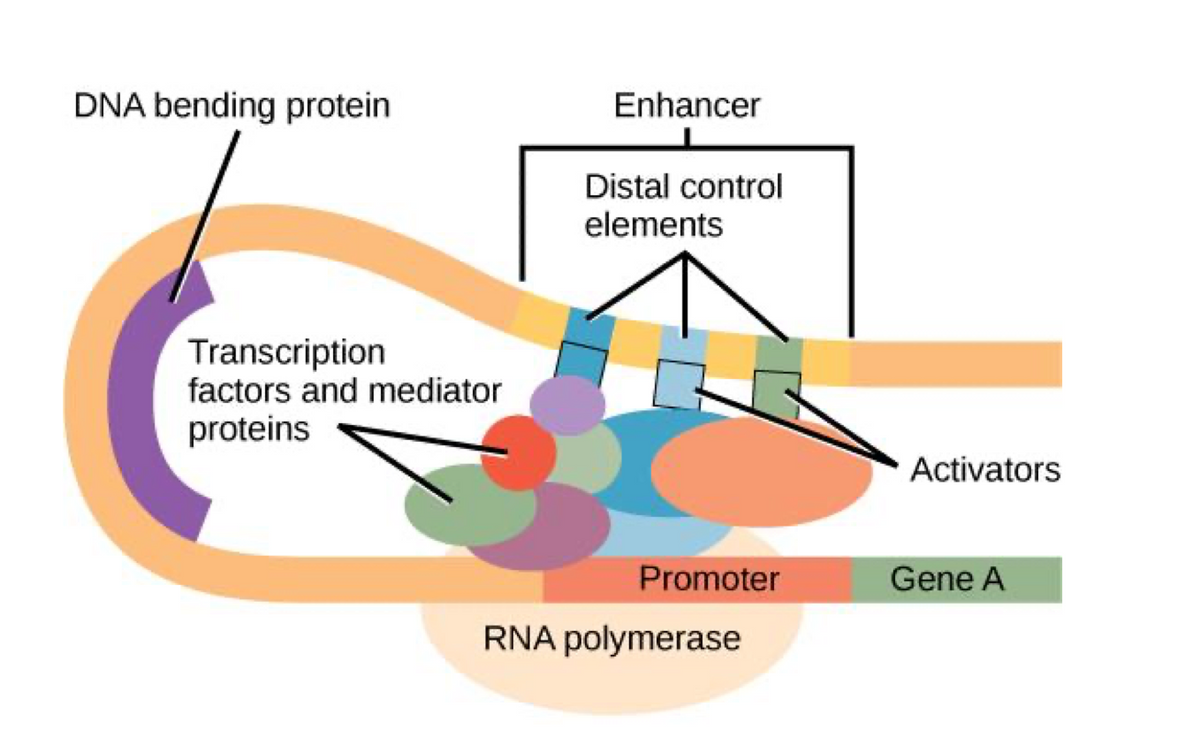 DNA bending protein
Transcription
factors and mediator
proteins
Enhancer
Distal control
elements
Promoter
RNA polymerase
Activators
Gene A