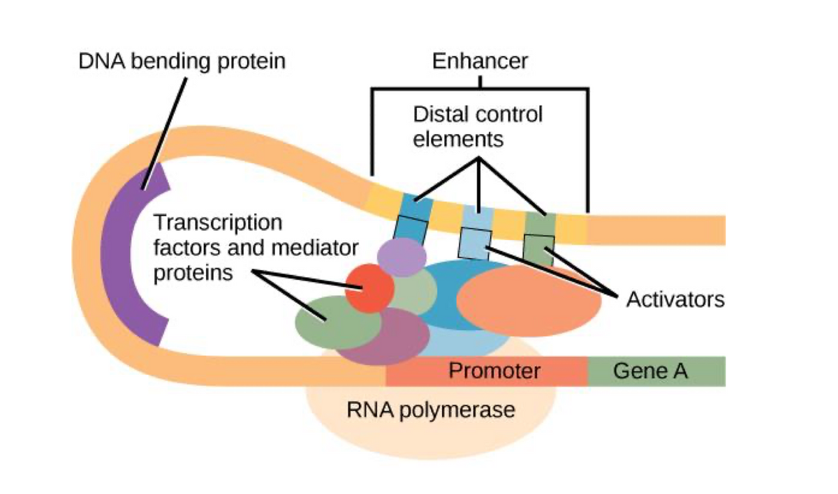 DNA bending protein
Transcription
factors and mediator
proteins
Enhancer
Distal control
elements
Promoter
RNA polymerase
Activators
Gene A