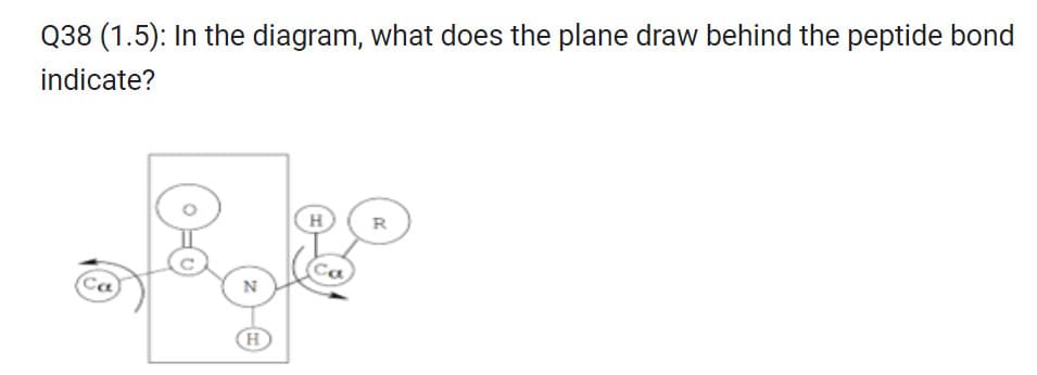 Q38 (1.5): In the diagram, what does the plane draw behind the peptide bond
indicate?
Ca
N
H
H
R