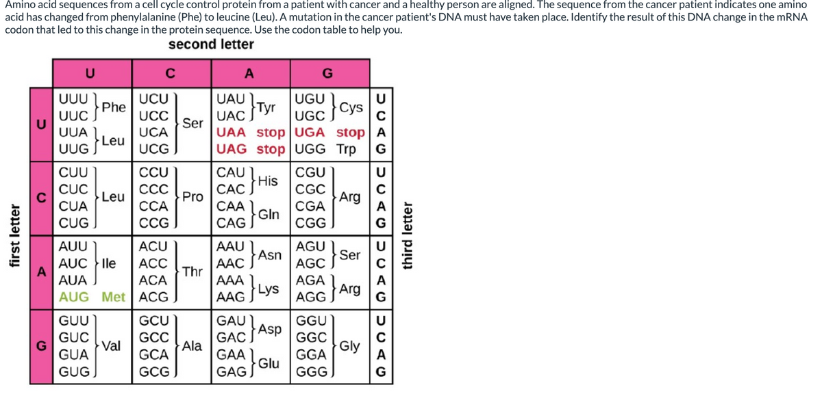 Amino acid sequences from a cell cycle control protein from a patient with cancer and a healthy person are aligned. The sequence from the cancer patient indicates one amino
acid has changed from phenylalanine (Phe) to leucine (Leu). A mutation in the cancer patient's DNA must have taken place. Identify the result of this DNA change in the MRNA
codon that led to this change in the protein sequence. Use the codon table to help you.
second letter
UUU )
Phe
UCU
UAU
Tyr
UAC
UGU
Cys
C
UUC
UCC
UGC
Ser
UAA stop |UGA stop | A
UAG stop UGG Trp
UUA
UCA
Leu
UUG
UCG
G
CGU
CGC
CUU
CCU
CAU
U
His
CUC
ССС
САС
CUA
Leu
Pro
CGA
Arg
А
ССА
САА
Gln
CA .
CUG
CCG J
CGG
G
AUU
ACU
AAU
AGU 1
fAsn
Lys
Ser
AUC Ile
A
AUA
АСC
ААС
AGC
Thr
AAA 1
AAG JLYS AGG Arg
ACA
AGA
A
AUG Met ACG
G
GUU
GCU
GAU
GGU
Asp
GAC,
GGC
Gly
A
GUC
GCC
Val
GUA
Ala
GCA
GAA
Glu
GGA
GUG
GCG
GAG
GGG
G
first letter
third letter
