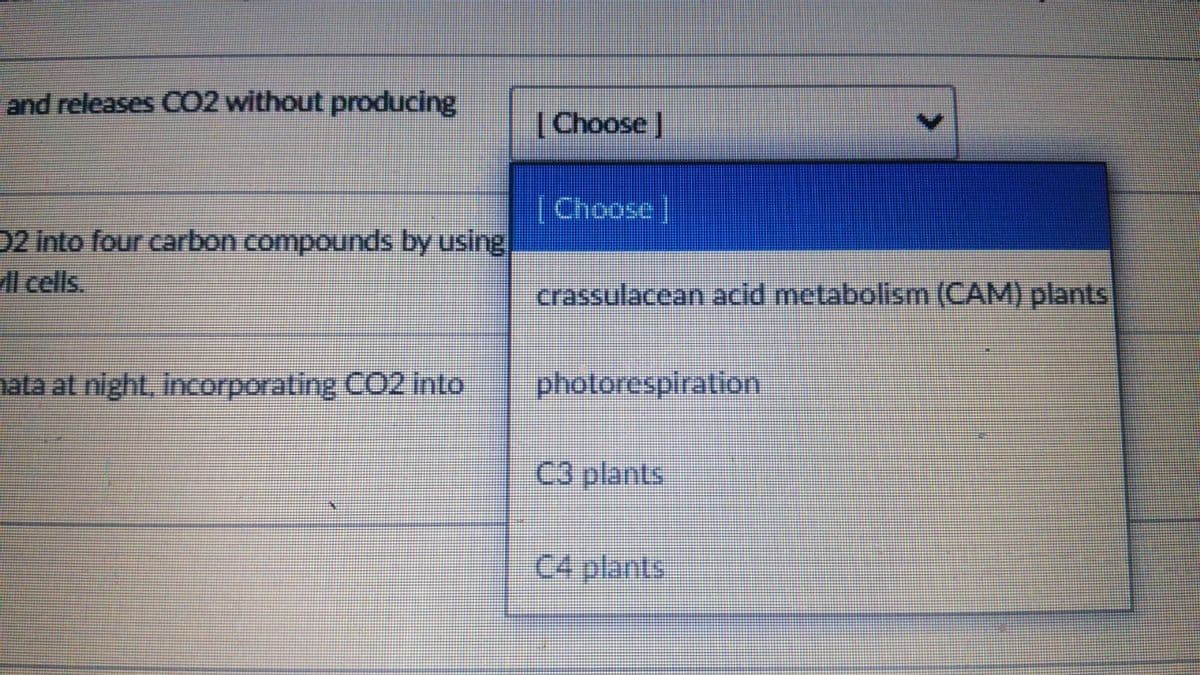 and releases C02 without producing
[Choose J
|Choose |
D2 into four carbon compounds by using
l cells.
crassulacean acid metabolism (CAM) plants
nata at night, incorporating CC2 into
photorespiration
C3 plants
C4 plants
