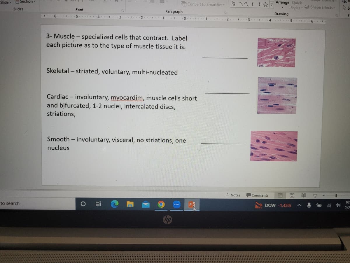 SlideSection
Slides
to search
16.
Font
5.1. 4
31
nucleus
2
I
1
Oi
Paragraph
Skeletal - striated, voluntary, multi-nucleated
I
3- Muscle - specialized cells that contract. Label
each picture as to the type of muscle tissue it is.
Cardiac - involuntary, myocardim, muscle cells short
and bifurcated, 1-2 nuclei, intercalated discs,
striations,
Smooth-involuntary, visceral, no striations, one
0
hp
Convert to SmartArt-
200m
P
1
5
2
47211 ☆
Notes
31. 4
Comments
Arrange Quick
Styles -
Drawing
5 5
22 00
DOW -1.45%
... 6
Shape Effects-
A
I
E
час к
s
E-
10:
2/2