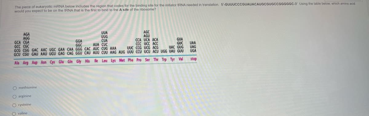The piece of eukaryotic mRNA below includes the region that codes for the binding site for the initiator tRNA needed in translation. 5'-GUUUCCCGUAUACAUGCGUGCCGGGGGC-3' Using the table below, which amino acid
would you expect to be on the tRNA that is the first to bind to the A site of the ribosome?
AGC
AGA
AGG
GCA CGA
CUA
GGA
GGC
GCC CGC
AUA CUC
AGU
CCA UCA ACA
CCC UCC ACC
UUC CCG UCG ACG
UUU CCU UCU
GCG CGG GAC AAC UGC GAA CAA GGG CAC AUC CUG AAA
GCU CGU GAU AAU UGU GAG CAG GGU CAU AUU CUU AAG AUG
Ala Arg Asp Asn Cys Glu Gin Gly His lle Leu Lys Met Phe Pro Ser
O methionine
O arginine
O cysteine
Ovaline
UUA
UUG
OOOO
GUA
GUC
UAC GUG
ACU UGG UAU GUU
Thr Trp Tyr Val
UAA
UAG
UGA
stop