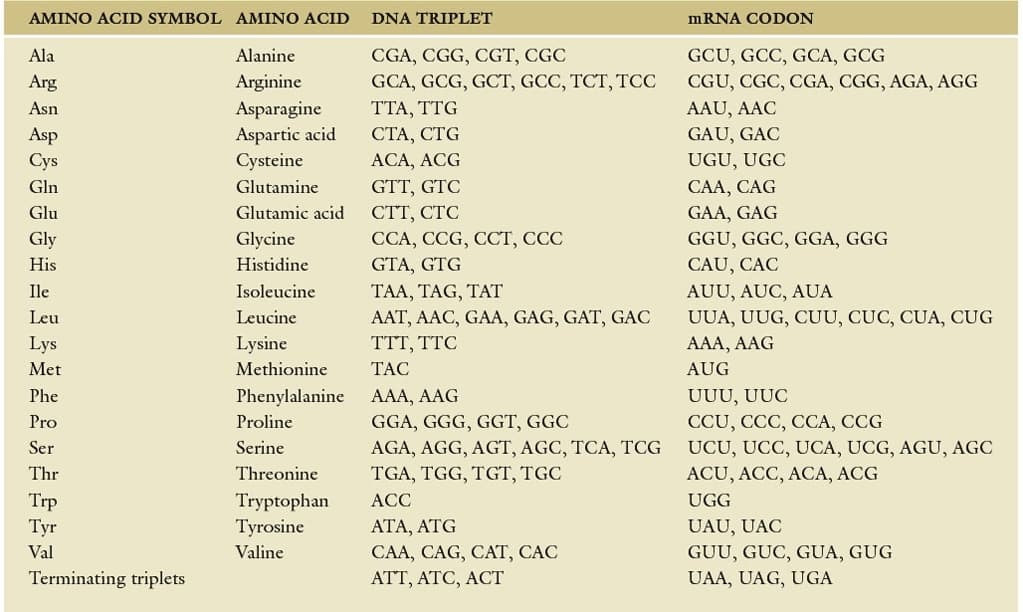 AMINO ACID SYMBOL AMINO ACID
Ala
Arg
Asn
Asp
Cys
Gln
Glu
Gly
His
Ile
Leu
Lys
Met
Phe
Pro
Ser
Thr
Trp
Tyr
Val
Terminating triplets
Alanine
Arginine
Asparagine
Aspartic acid
Cysteine
Glutamine
Glutamic acid
Glycine
Histidine
Isoleucine
Leucine
Lysine
Methionine
Phenylalanine
Proline
Serine
Threonine
Tryptophan
Tyrosine
Valine
DNA TRIPLET
CGA, CGG, CGT, CGC
GCA, GCG, GCT, GCC, TCT, TCC
TTA, TTG
CTA, CTG
ACA, ACG
GTT, GTC
CTT, CTC
CCA, CCG, CCT, CCC
GTA, GTG
TAA, TAG, TAT
AAT, AAC, GAA, GAG, GAT, GAC
TTT, TTC
TAC
AAA, AAG
GGA, GGG, GGT, GGC
AGA, AGG, AGT, AGC, TCA, TCG
TGA, TGG, TGT, TGC
ACC
ATA, ATG
CAA, CAG, CAT, CAC
ATT, ATC, ACT
mRNA CODON
GCU, GCC, GCA, GCG
CGU, CGC, CGA, CGG, AGA, AGG
AAU, AAC
GAU, GAC
UGU, UGC
CAA, CAG
GAA, GAG
GGU, GGC, GGA, GGG
CAU, CÁC
AUU, AUC, AUA
UUA, UUG, CUU, CUC, CUA, CUG
AAA, AAG
AUG
UUU, UUC
CCU, CCC, CCA, CCG
UCU, UCC, UCA, UCG, AGU, AGC
ACU, ACC, ACA, ACG
UGG
UAU, UAC
GUU, GUC, GUA, GUG
UAA, UAG, UGA