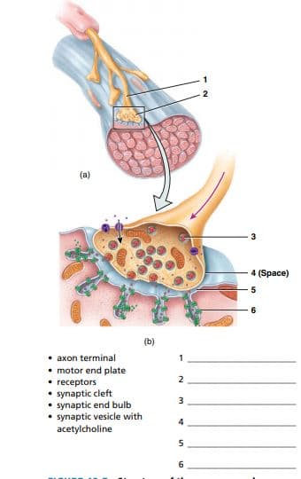 (a)
4 (Space)
(b)
• axon terminal
• motor end plate
• receptors
• synaptic cleft
• synaptic end bulb
• synaptic vesicle with
acetylcholine
1
2
3
4
5
6
in
