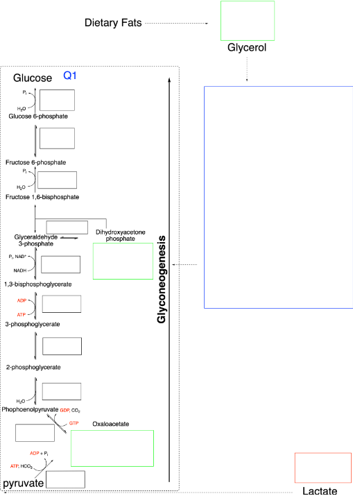 Glucose
Q1
H₂O
Glucose 6-phosphate
Fructose 6-phosphate
H₂O
Fructose 1,6-bisphosphate
Dietary Fats
Glyceraldehyde
3-phosphate
Dihydroxyacetone
phosphate
P, NAD
NADH-
1,3-bisphosphoglycerate
ADP
ATP
3-phosphoglycerate
2-phosphoglycerate
H₂O
Phophoenolpyruvate GDP, CO,
ADP P
ATP, HOO
pyruvate
GTP
Oxaloacetate
Glyconeogenesis
Glycerol
Lactate