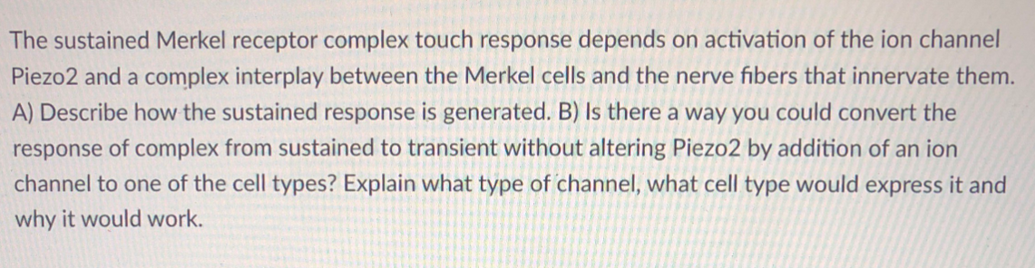 The sustained Merkel receptor complex touch response depends on activation of the ion channel
Piezo2 and a complex interplay between the Merkel cells and the nerve fibers that innervate them.
A) Describe how the sustained response is generated. B) Is there a way you could convert the
response of complex from sustained to transient without altering Piezo2 by addition of an ion
channel to one of the cell types? Explain what type of channel, what cell type would express it and
why it would work.
