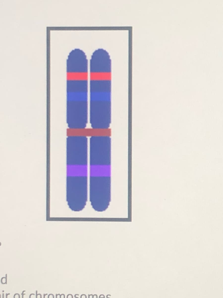 ir of chromosomes
