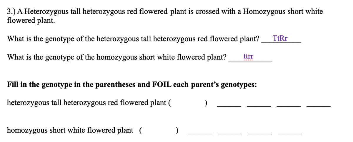 3.) A Heterozygous tall heterozygous red flowered plant is crossed with a Homozygous short white
flowered plant.
What is the genotype of the heterozygous tall heterozygous red flowered plant?
TtRr
What is the genotype of the homozygous short white flowered plant?
ttrr
Fill in the genotype in the parentheses and FOIL each parent’s genotypes:
heterozygous tall heterozygous red flowered plant (
homozygous short white flowered plant (
