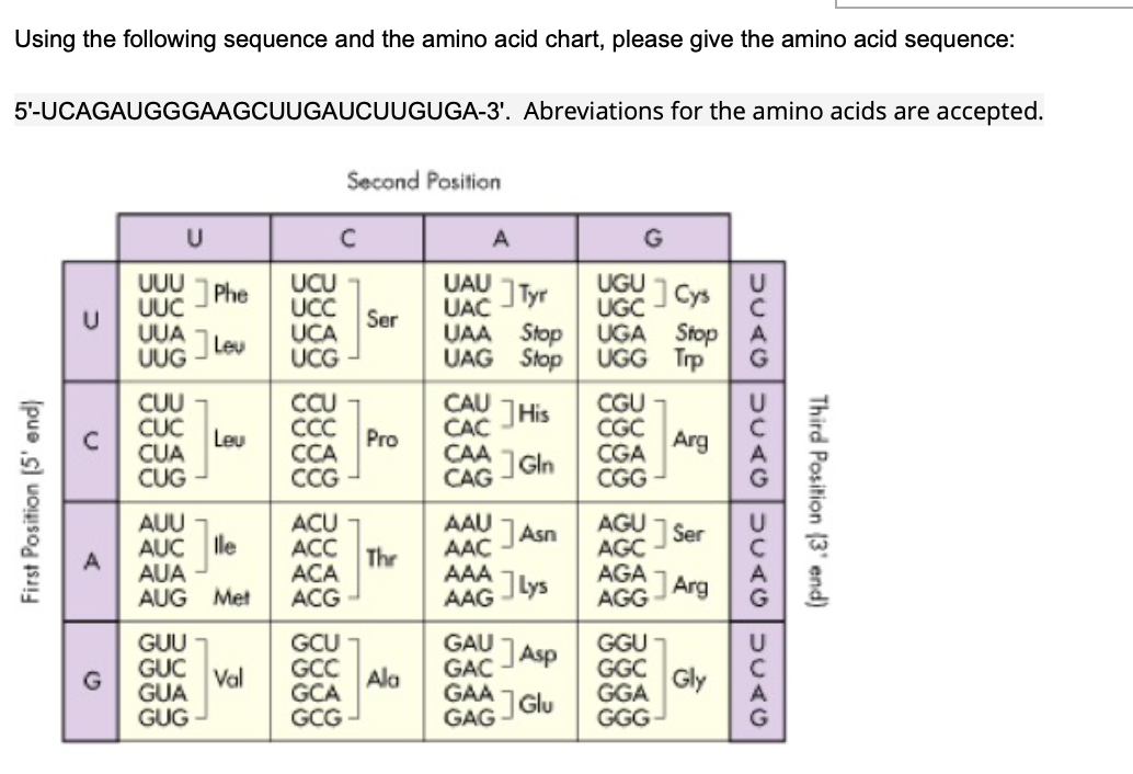 Using the following sequence and the amino acid chart, please give the amino acid sequence:
5'-UCAGAUGGGAAGCUUGAUCUUGUGA-3'. Abreviations for the amino acids are accepted.
Second Position
U
A
G
UGU Cys
UUU
Phe
UUC
UCU
UCC
UCA
UCG
UAU
]Tyr
UAC
UGC
UGA Stop
UGG Trp
Ser
UUA
Levu
UUG
UAA
Stop
UAG Stop
CUU
CỤC
CUA
CUG
CU
CC
ССА
CCG
CAU
His
CAC
CGU
CGC
CGA
CGG
Leu
Pro
Arg
CAA
CAG
Gln
AUU
AUC le
AUA
AUG Met
ACU
AAU
AAC
AAA
AAG
AGU
Ser
AGC
AGA
Arg
JAsn
ACC
The
АCА
Jlys
ACG
AGG
GCU
GGU
GGC
Gly
GUU
GAU
JAsp
GAC
GUC
Val
GUA
GCC
Ala
GCA
GAA
GGA
GGG-
GCG-
GAG JGlu
GUG
Third Position (3' end)
First Position (5' end)
