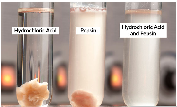 Hydrochloric Acid
and Pepsin
Hydrochloric Acid
Pepsin
