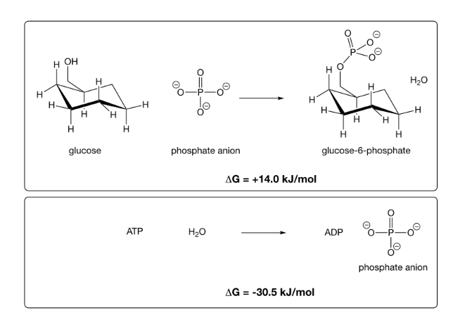 H
H
H-
OH
H
glucose
H
ATP
00
O=a
00
phosphate anion
H₂O
H
AG = +14.0 kJ/mol
AG = -30.5 kJ/mol
H
H
H H
ADP
H
H₂O
-H
glucose-6-phosphate
phosphate anion