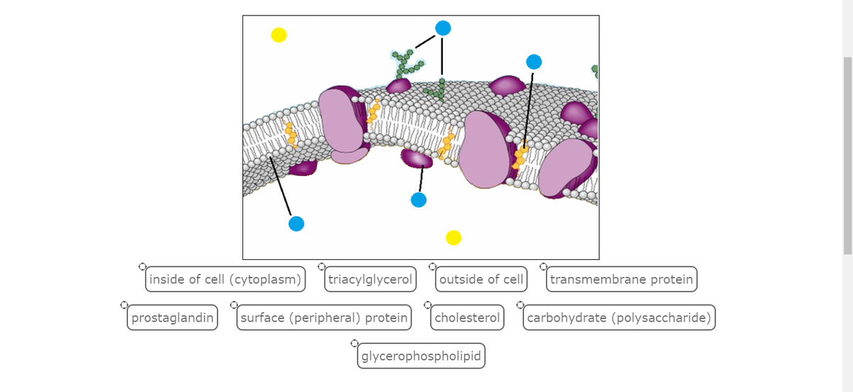 inside of cell (cytoplasm)
triacylglycerol
outside of cell
transmembrane protein
prostaglandin
surface (peripheral) protein
cholesterol
carbohydrate (polysaccharide)
glycerophospholipid
