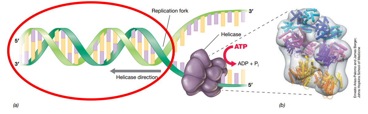 Replication fork
3'
Helicase
5'
ATP
3'
ADP + P;
Helicase direction
5'
(а)
(b)
Ernesto Arias-Palomo and James Berger,
Johns Hopkins School of Medicine
