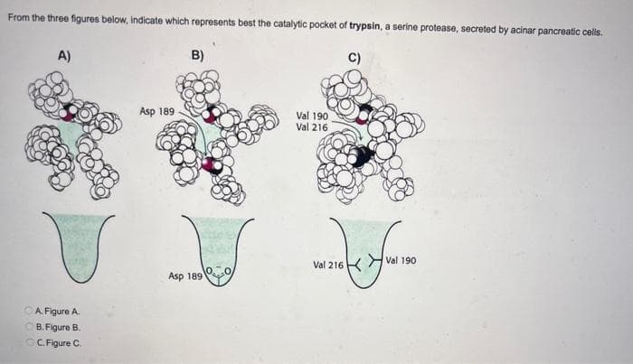 From the three figures below, indicate which represents best the catalytic pocket of trypsin, a serine protease, secreted by acinar pancreatic cells.
C)
A)
A. Figure A.
B.Figure B.
ⒸC. Figure C.
Asp 189
B)
Asp 189
Val 190
Val 216
work of
Val 216
Val 190