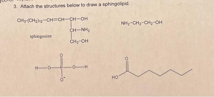 3. Attach the structures below to draw a sphingolipid.
CH3-(CH2)12-CH=CH-CH-OH
sphingosine
CH–NH2
CH₂-OH
H-O-P-0-H
0*
HO
NH2-CH₂-CH2-OH