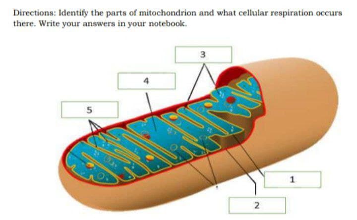 Directions: Identify the parts of mitochondrion and what cellular respiration occurs
there. Write your answers in your notebook.
3
4
1
