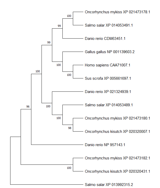96
100
99
100
99
100
100
100
100
98
100
Oncorhynchus mykiss XP 021473178.1
Salmo salar XP 014053491.1
Danio rerio CDM63451.1
Gallus gallus NP 001139603.2
Homo sapiens CAA71007.1
Sus scrofa XP 005661697.1
Danio rerio XP 021324939.1
Salmo salar XP 014053489.1
Oncorhynchus mykiss XP 021473180.1
-Oncorhynchus kisutch XP 020320007.1
Danio rerio NP 957143.1
Oncorhynchus mykiss XP 021473182.1
Oncorhynchus kisutch XP 020320431.1
Salmo salar XP 013992315.2