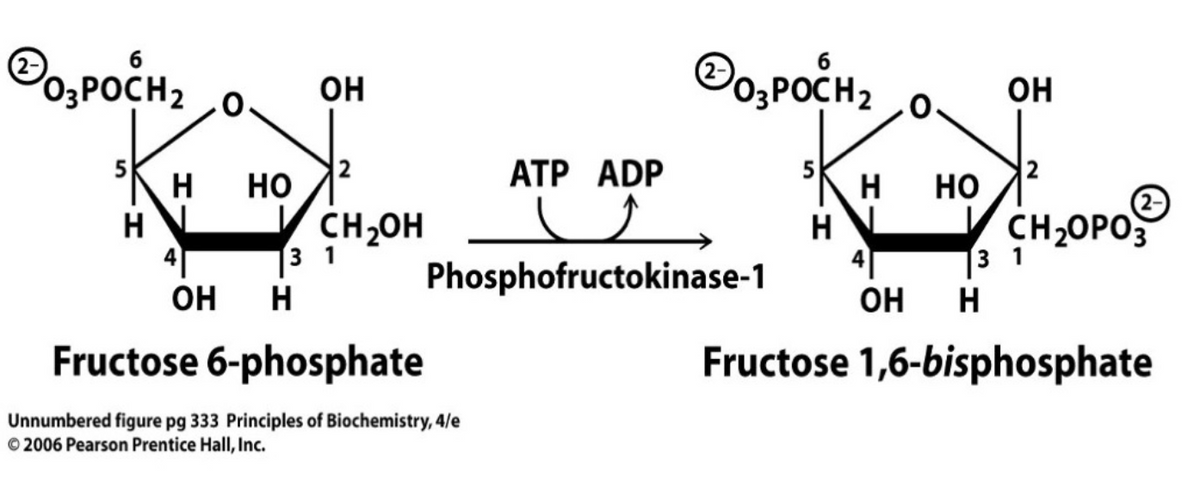 DO POCHz
H
Н
НО
ОН
ОН Н
CH₂OH
31
Do3POCHz
ATP ADP
и
Phosphofructokinase-1
Fructose 6-phosphate
Unnumbered figure pg 333 Principles of Biochemistry, 4/e
©2006 Pearson Prentice Hall, Inc.
Н
О
Н Но
ОН
CH₂OPO
3 1
ОН Н
Fructose 1,6-bisphosphate