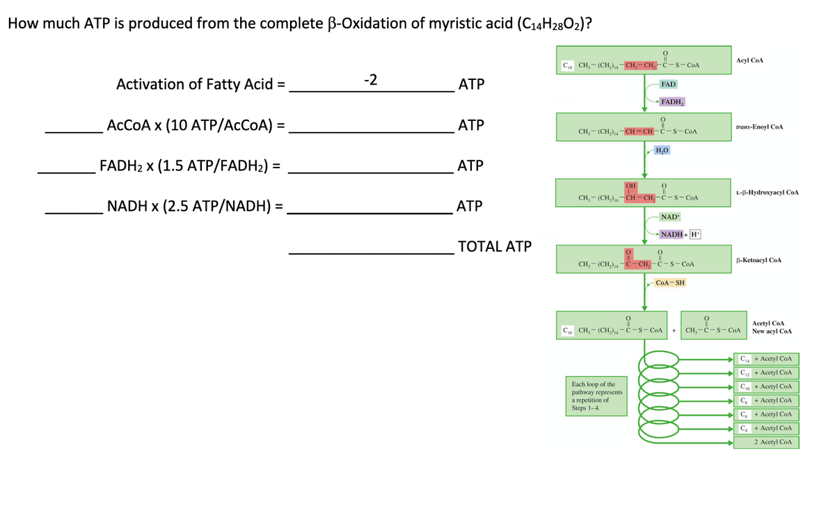How much ATP is produced from the complete B-Oxidation of myristic acid (C14H2802)?
Activation of Fatty Acid
ACCOA x (10 ATP/ACCOA)
FADH₂ x (1.5 ATP/FADH₂) =
NADH x (2.5 ATP/NADH) :
=
=
-2
ATP
ATP
ATP
ATP
TOTAL ATP
C18 CH, (CH₂)₁4-CH₂-CH₂-C-S-COA
||
FAD
→FADH₂
CH₂(CH₂)₁4-CH=CH-C-S-CoA
Each loop of the
pathway represents
a repetition of
Steps 1-4.
H₂O
OH
CH₂(CH₂)₁4-CH-CH₂-C-S-CoA
||
- NAD+
→→NADH+ H
0
CH3-(CH₂) 14 C-CH₂-C-S-CoA
0
||
C16 CH₂(CH₂)14-C-S-CoA
COA-SH
Acyl CoA
trans-Enoyl COA
L-B-Hydroxyacyl CoA
B-Ketoacyl COA
H₁-C-S-
+ CH₂-C-S-CoA
Acetyl CoA
New acyl COA
C₁4+ Acetyl CoA
C12+ Acetyl CoA
CO+ Acetyl CoA
Cg+ Acetyl CoA
C
+ Acetyl COA
C₁ + Acetyl COA
2 Acetyl COA