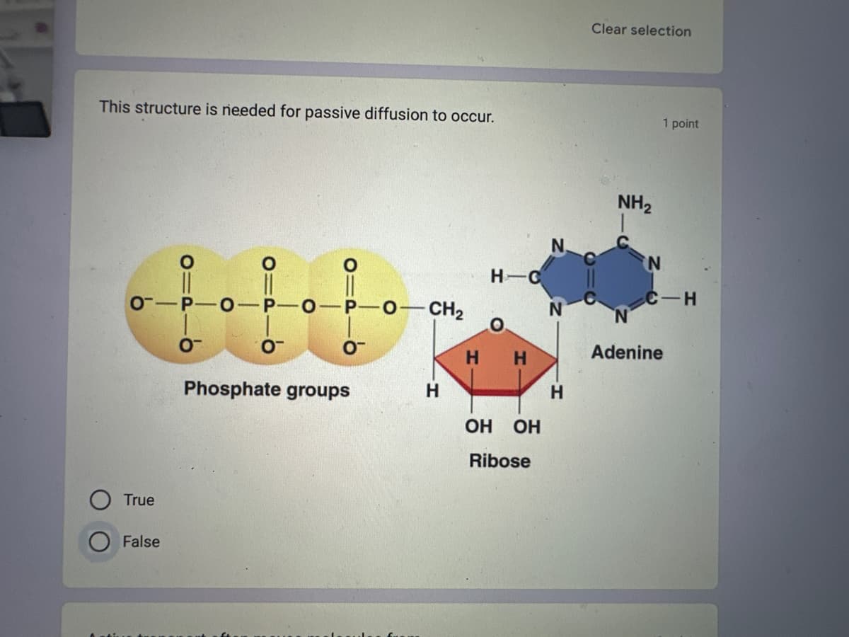 This structure is needed for passive diffusion to occur.
0-
True
False
OIP
-6
O
O-P O -P -O—CH,
O™
Phosphate groups
H
H
H-C
OH
OH
Ribose
H
Clear selection
NH₂
1 point
N
C-H
Adenine