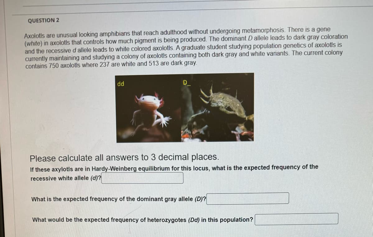 QUESTION 2
Axolotls are unusual looking amphibians that reach adulthood without undergoing metamorphosis. There is a gene
(white) in axolotls that controls how much pigment is being produced. The dominant D allele leads to dark gray coloration
and the recessive d allele leads to white colored axolotls. A graduate student studying population genetics of axolotls is
currently maintaining and studying a colony of axolotls containing both dark gray and white variants. The current colony
contains 750 axolotls where 237 are white and 513 are dark gray.
dd
D
Please calculate all answers to 3 decimal places.
If these axylotls are in Hardy-Weinberg equilibrium for this locus, what is the expected frequency of the
recessive white allele (d)?
What is the expected frequency of the dominant gray allele (D)?
What would be the expected frequency of heterozygotes (Dd) in this population?