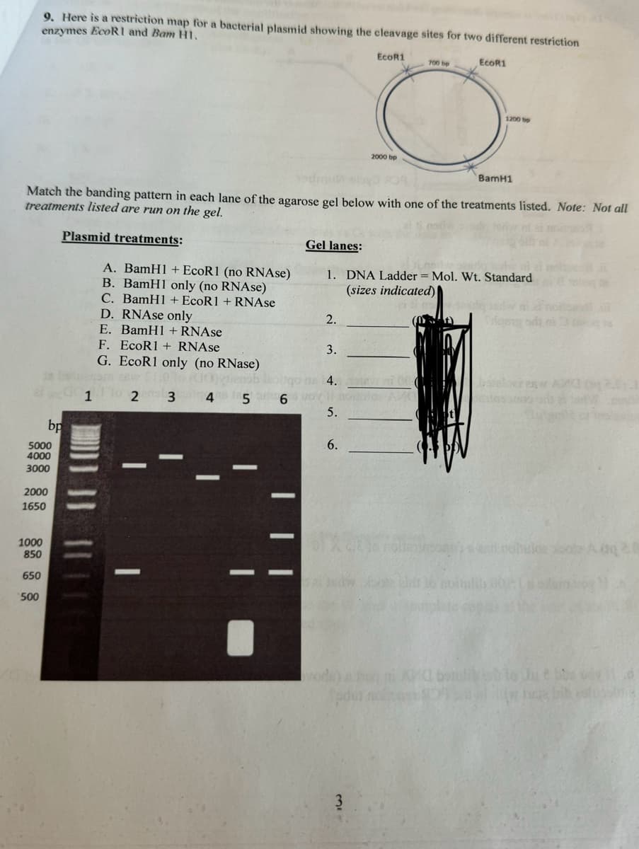 9. Here is a restriction map for a bacterial plasmid showing the cleavage sites for two different restriction
enzymes EcoRI and Bam H1.
EcoR1
700 bp
EcoR1
2000 bp
1200 bp
BamH1
Match the banding pattern in each lane of the agarose gel below with one of the treatments listed. Note: Not all
treatments listed are run on the gel.
Plasmid treatments:
A. BamHI+EcoR1 (no RNAse)
B. BamHI only (no RNAse)
Gel lanes:
1. DNA Ladder = Mol. Wt. Standard
(sizes indicated)
bp
5000
4000
3000
2000
1650
1000
850
650
500
C. BamH1 + EcoR1 + RNAse
D. RNAse only
2.
E. BamH1 + RNAse
F. EcoR1+ RNAse
3.
G. EcoR1 only (no RNase)
4.
1 2 3 4
5
6
5.
6.
-