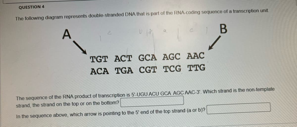 QUESTION 4
The following diagram represents double-stranded DNA that is part of the RNA-coding sequence of a transcription unit.
A
e
C
B
TGT ACT GCA AGC AAC
ACA TGA CGT TCG TTG
The sequence of the RNA product of transcription is 5'-UGU ACU GCA AGC AAC-3'. Which strand is the non-template
strand, the strand on the top or on the bottom?
In the sequence above, which arrow is pointing to the 5' end of the top strand (a or b)?